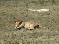 In Botlierskop Game Reserve