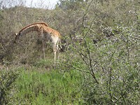 In Botlierskop Game Reserve