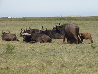 In Botlierskop Game Reserve