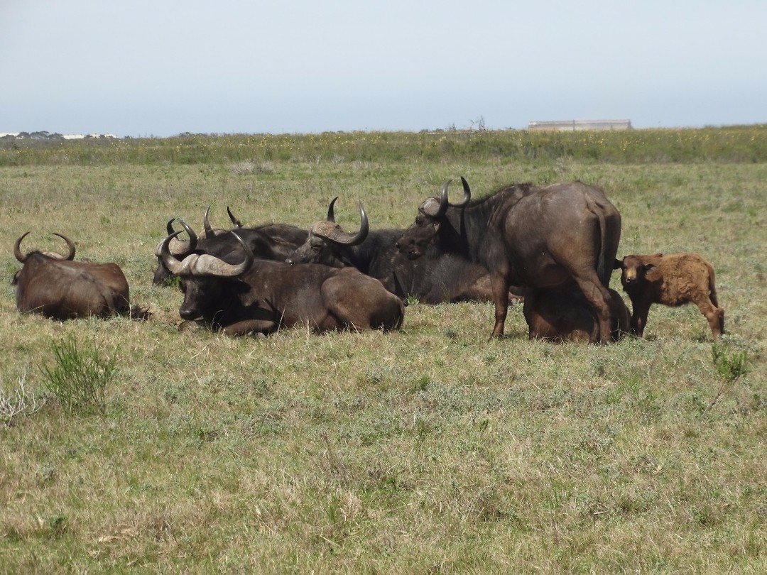 In Botlierskop Game Reserve