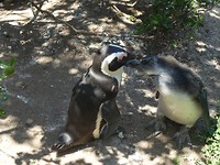Boulders Beach