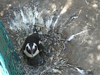 Boulders Beach