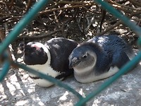 Boulders Beach