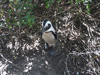 Boulders Beach