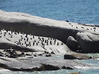 Boulders Beach