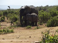 In Addo Elephant National Park