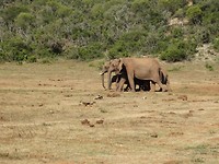 In Addo Elephant National Park