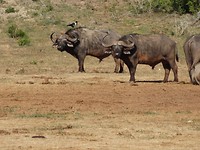In Addo Elephant National Park