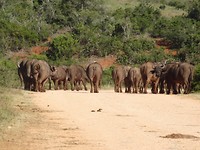 In Addo Elephant National Park