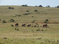 In Addo Elephant National Park