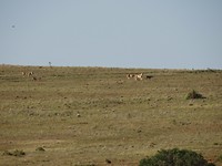 In Addo Elephant National Park