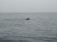Walvissensafari bij Raggy Charters
