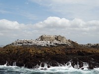 Walvissensafari bij Raggy Charters