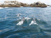 Walvissensafari bij Raggy Charters