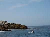 Walvissensafari bij Raggy Charters