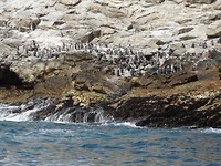 Walvissensafari bij Raggy Charters
