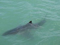 Walvissensafari bij Raggy Charters