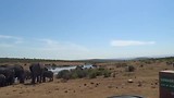 In Addo Elephant National Park, Olifanten
