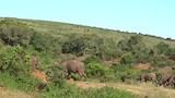 In Addo Elephant National Park, Buffels