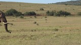 In Addo Elephant National Park, Leeuwinnen