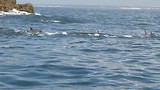 Walvissensafari bij Raggy Charters, Dolfijnen