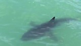 Walvissensafari bij Raggy Charters, Witte haai