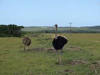 Mansfield Game Reserve