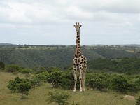 Mansfield Game Reserve