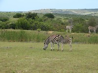 Mansfield Game Reserve