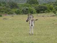 Mansfield Game Reserve