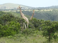 Mansfield Game Reserve