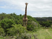 Mansfield Game Reserve