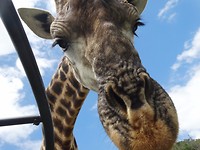Mansfield Game Reserve