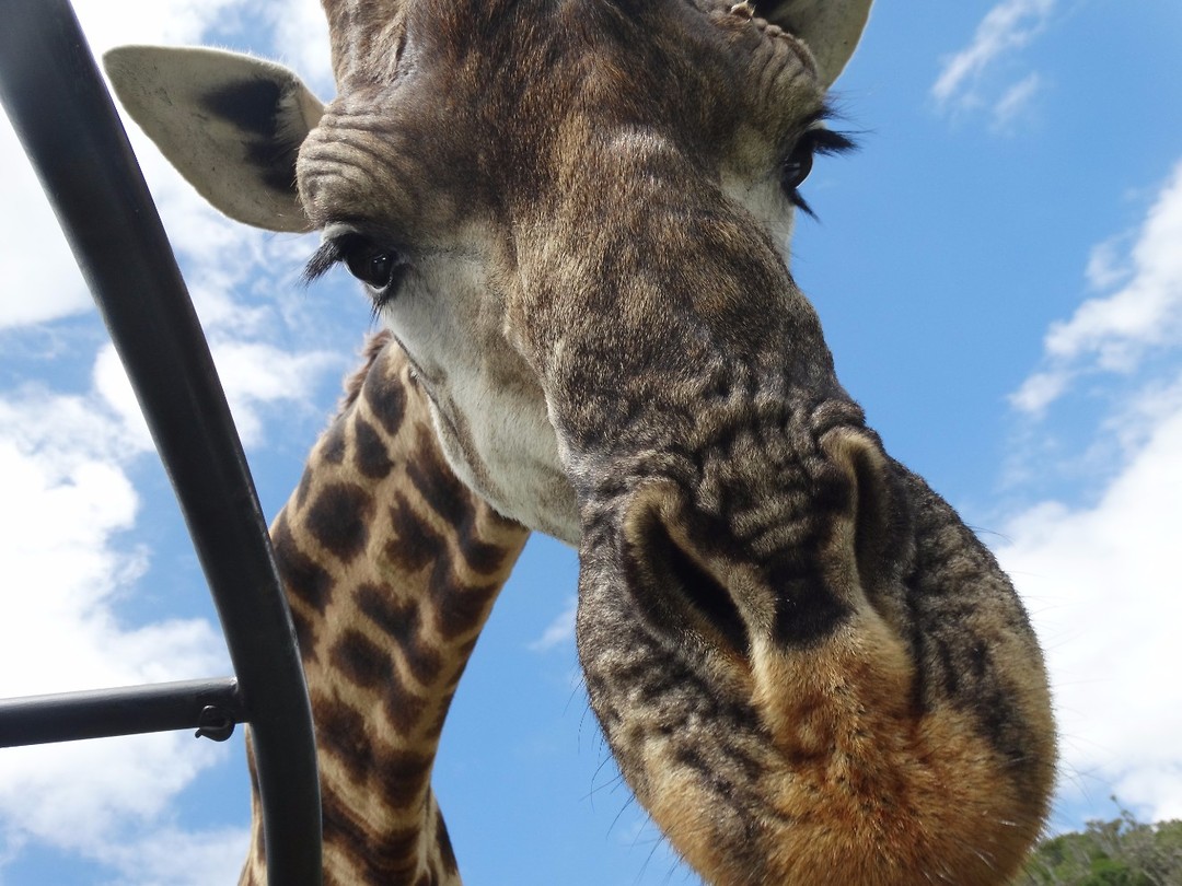 Mansfield Game Reserve
