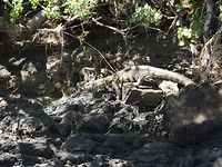 Sibuya Game Reserve