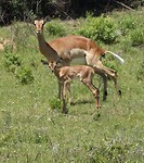 Sibuya Game Reserve