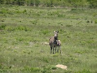 Sibuya Game Reserve