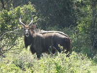 Sibuya Game Reserve