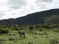 Sibuya Game Reserve