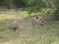 Sibuya Game Reserve