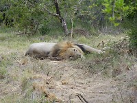Sibuya Game Reserve