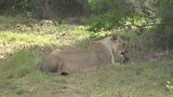 Sibuya Game Reserve, Een etende leeuwin