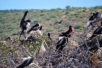Isla Espiritu Santo