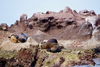 Isla Espiritu Santo