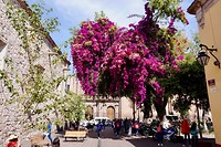 Morelia