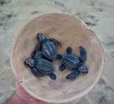 schildpadjes