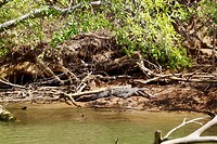Canyon de Sumidero, krokodil