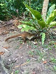 Coati