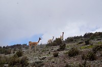 Chimborazo