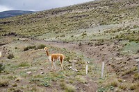 Chimborazo